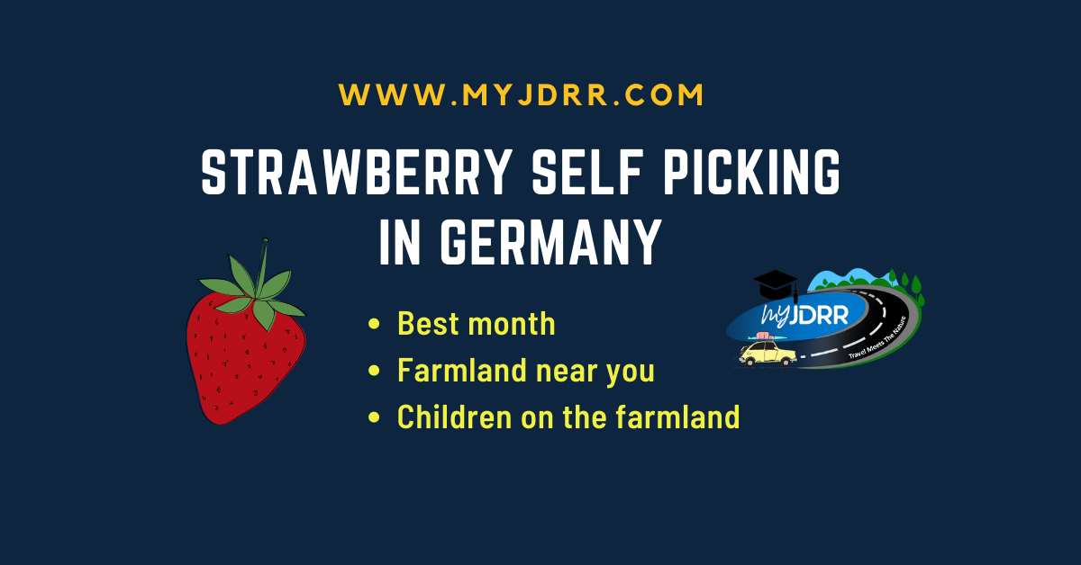 Strawberry self picking from the farmland in Germany